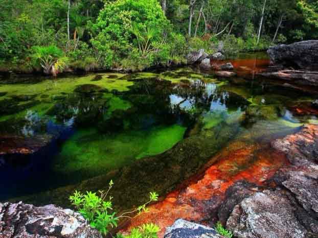 Caño Cristales (English: Crystal Channel) is a Colombian river located in the Serrania de la Macarena province of Meta. It's a tributary of the...