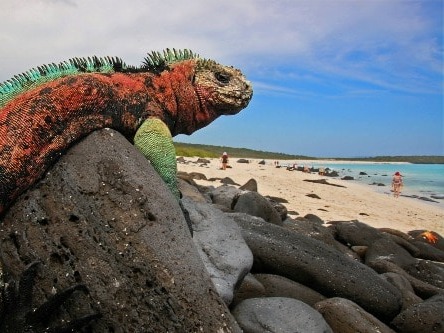 Galapagos Islands, Ecuador Situated in the Pacific Ocean some 1,000 km from the South American continent, these 19 islands and the surrounding marine reserve have been called a ...