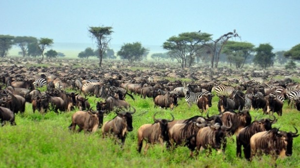 SERENGETI NATIONAL PARK, TANZANIA Tanzania’s oldest and most popular national park, also a world heritage site and recently proclaimed a 7th world-wide wonder, the Serengeti is f...