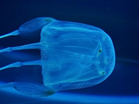 Box Jellyfish Not all jellyfish are dangerous, but the venom of the box jellyfish makes up for all of its relations. Its venom is mostly used to kill small pre...