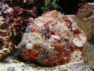 The stonefish is living proof that an animal does not need a powerful jaw or a strong body to be a serious predator. The stone fish is only a few...