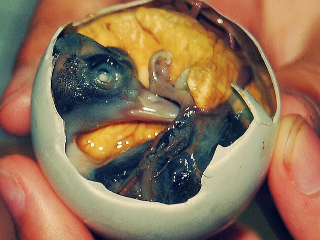 Balut Balut is a developing bird embryo that is boiled and eaten from the shell. It originated from and is commonly sold as street food in the Philippines.