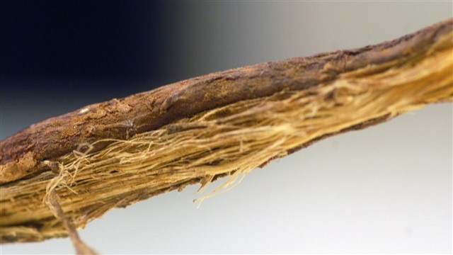 Licorice root (gÄncÇŽo, 甘è‰) Licorice root is thought to replenish vital energies, help stomach functions, clear out heat and control coughing. Due to its sweetness, it’s al...