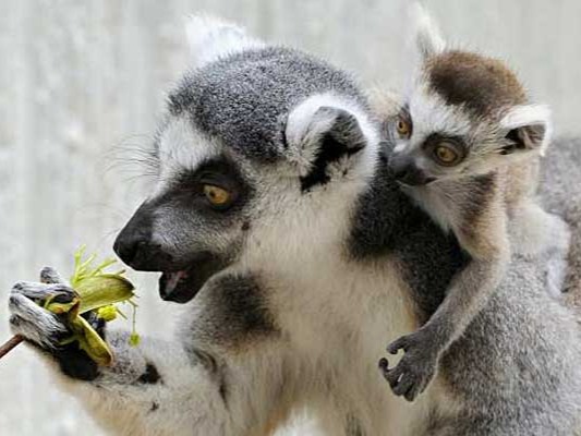 Lemurs These animals have become very popular. Most of them live in Madagascar, where it has been illegal to kill, to store or to export lemurs as pets since...