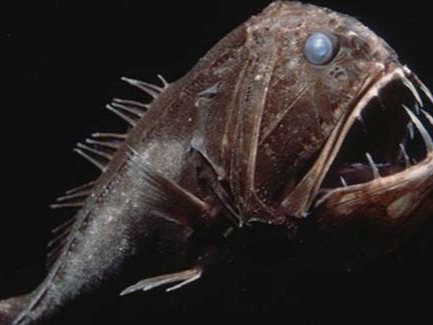 Fangtooth This fish is also nicknamed as the Ogrefish. But the Fangtooth is not totally a dangerous fish; in fact, it is just its frightening aspect what makes ...