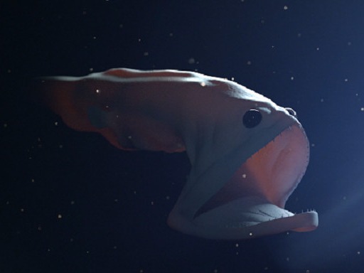 Gulper Eel Like the Ogrefish, this is not totally a dangerous fish; but due its aspect it’s part of this list of 10 most dangerous fish and also in the one...
