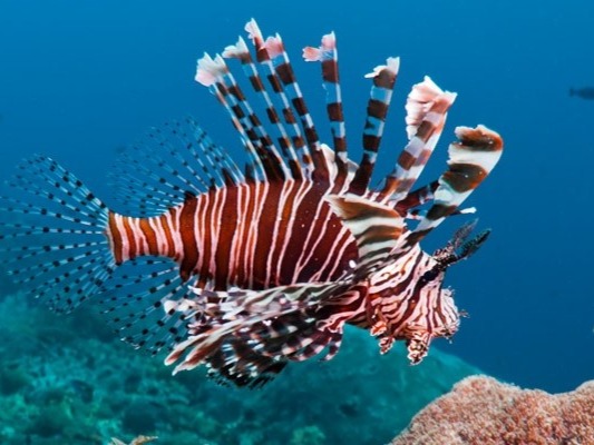 Spotfin lionfish (The most dangerous fish in Australia) The lionfish is a very dangerous fish especially for divers. It’s found in the tropical Indian and Western Pacific Oceans, especially in reefs, ...