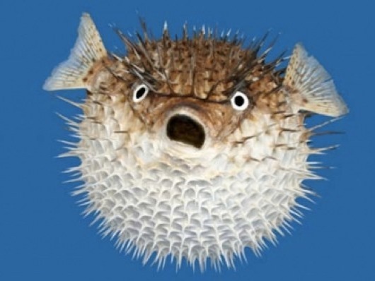 Blowfish A fish that cannot miss in the list of the 10 most dangerous fish: The popular blowfish. This fish has developed the ability to inflate to defend agai...