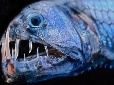 Viperfish The Viperfish usually lives at depths of up to 2000 meters and uses its bioluminescent organs to hunt preys when sunlight doesn’t penetrate the ...