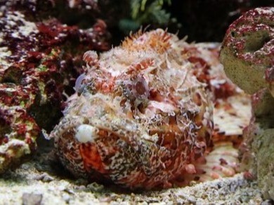Stonefish The stonefish couldn’t miss in this list of 10 most dangerous fish; although it’s a shy and little known fish, it could be even the world&...