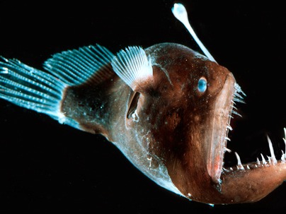 Anglerfish This dangerous fish besides being in these top 10 most dangerous fish should also be in the top 10 world’s ugliest animals. It lives in deep wat...