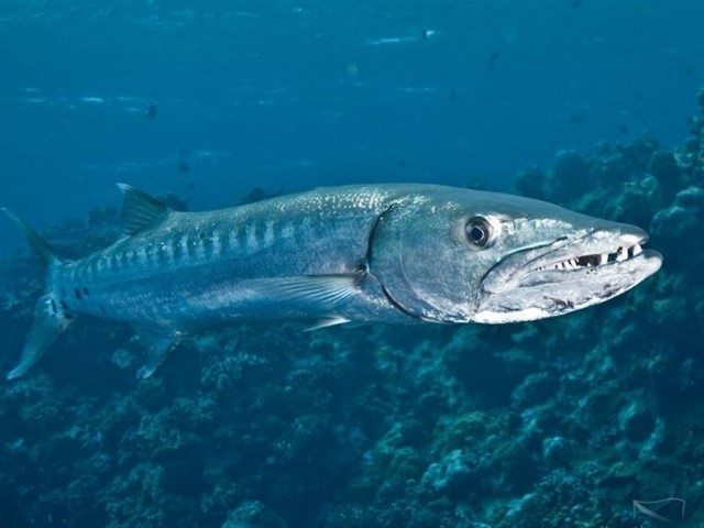 Barracuda Barracuda also belong to the genus of deep-sea carnivorous fish. The main characteristic of these dangerous fish is that they can attack their prey ve...