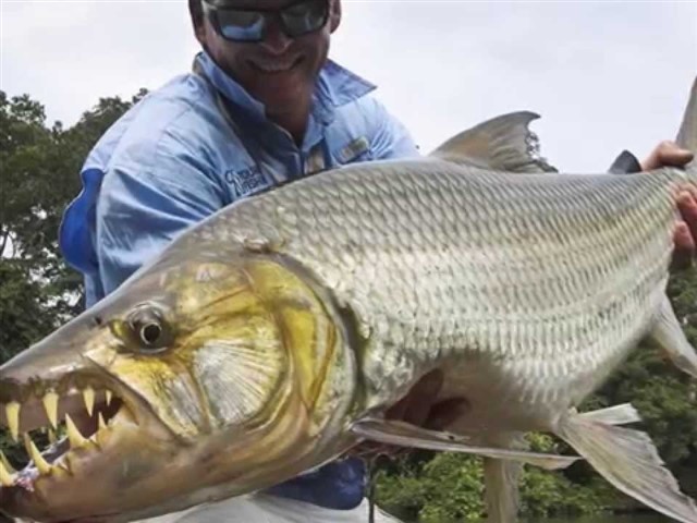Goliath tigerfish (The most dangerous fish in Africa) The Goliath tigerfish, as its nickname indicates, is a highly ferocious and fearsome fish. This is the largest member of the tigerfish family, a genus...