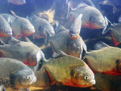 Piranha (The most dangerous fish in South America) This fearsome and dangerous fish, native to South America, is known for its sharp teeth and powerful jaws. At present, there are between 40 and 60 spe...