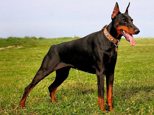 Doberman Pinschers Because this dog is so strong and intelligent, it makes the perfect guard dog. It’s perfect for a family protection dog and is even used in the ...
