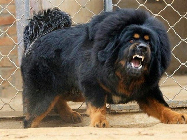 Midacet Sula Shephard A complete mix of unknown breeds, for one goal only – to create the most dangerous dog breed ever. This dog would be the ultimate guarding dog i...