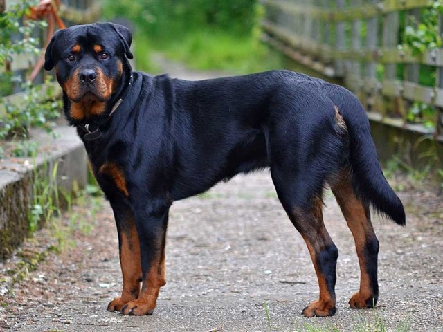 Rottweiler If there’s one dangerous dog breed that is responsible for a lot of deaths, it’s this one. Reports have been made claiming that this dog a...