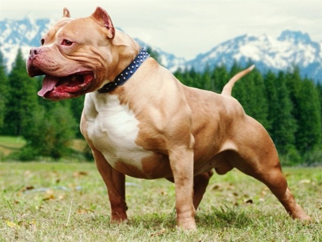 Pitbull This breed has been banned from multiple countries and has quite a reputation for being a dangerous dog. They have an extremely agressive behaviour, a...