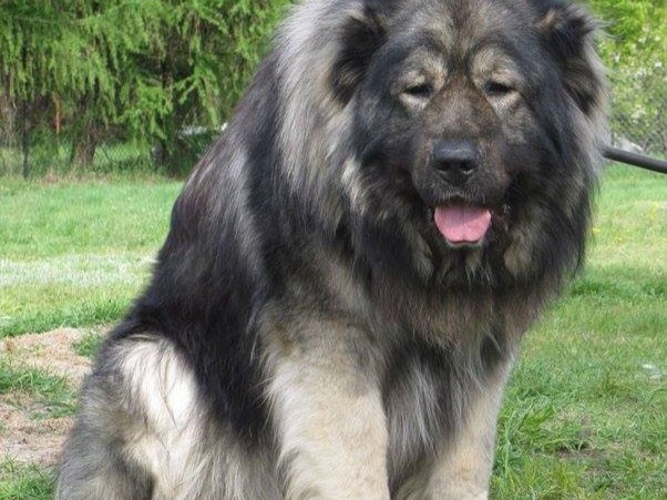 Caucasian Shepherd This dog comes originally from russia and has been used in the mountains for centuries to protect farm animals. But would it be able to protect the fa...