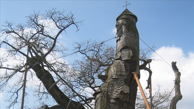 Chene Chapelle The Chêne chapelle is an oak tree located in Allouville-Bellefosse in Seine-Maritime, France. The oak tree is between 800 and 1,200 years old. I...
