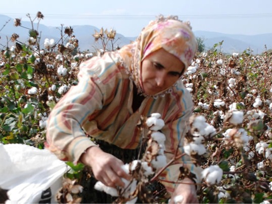 Turkmenistan Cotton Production in Thousand Metric Tonnes: 332