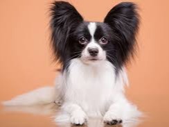 The Papillon (French pronunciation: â€‹[papijÉ”Ìƒ], French for 'butterfly[-eared]'), also called the Continental Toy Spaniel, is a breed of ...