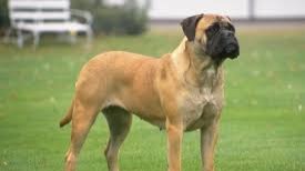 Bullmastiff The Bullmastiff is a large-sized breed of domestic dog, with a solid build and a short muzzle. The Bullmastiff shares the characteristics of molosser ...